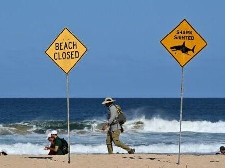 Australia fends off shark bites with new tech and old